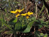 036 Viola biflora - Viola gialla